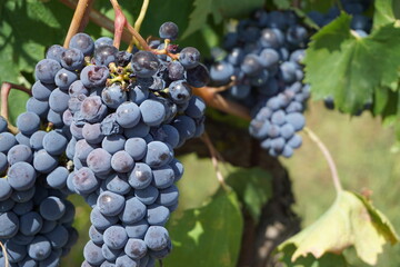 Grapes