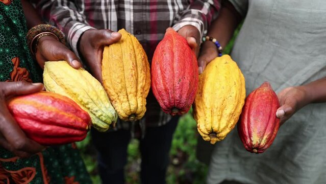 A group of farmers during the harvest, close-up on the cocoa beans
