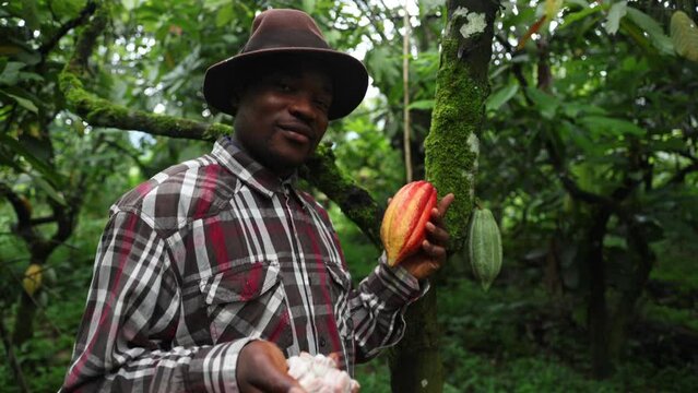 An African chocolate maker on his cocoa plantation holds a cocoa bean and its pulp in his hand