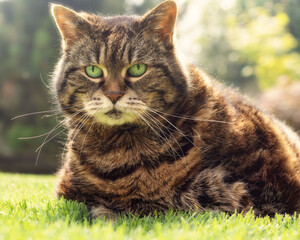 A beautiful tabby cat lying on the grass in the backlight