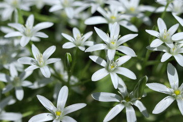 Blooming milk stars in spring garden. Ornithogalum umbellatum grass lily in full bloom. White small...