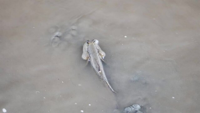 A mudskipper is lost in his burrow when starting high tide, Thailand