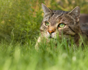 Naklejka na ściany i meble A lovely tabby cat with bright green eyes hiding in long grass