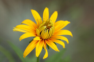 Rudbeckia bicolor. Yellow and orange black-eyed or African daisy flower with green background. Rudbeckia hirta. Black-eyed Susan.  Orange gardens daisy. Flower of Rudbeckia fulgida. Yellow flower