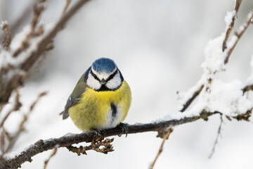 Obraz na płótnie Canvas Close up front view of a cute blue tit bird sitting on a icy twig in winter with snow around it looking directly at the viewer