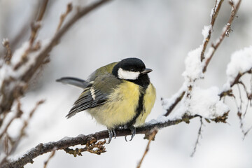 Obraz na płótnie Canvas Close up front wiew of a cute great tit bird sitting on a icy twig in winter with snow around it