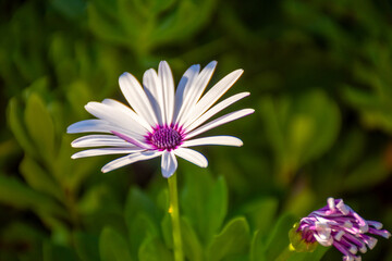 White Osteospermum fruticosum, also called the trailing African daisy or shrubby daisybush, is a shrubby, semi-succulent herbaceous flowering plant native to South Africa, belonging to the small tribe