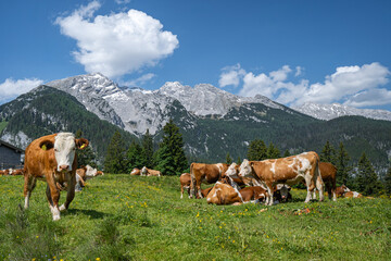 Fototapeta na wymiar Almpanorama - rotbunte Kühe auf einer grünen Alm mit Gebirgszug der Alpen im Hintergrund.