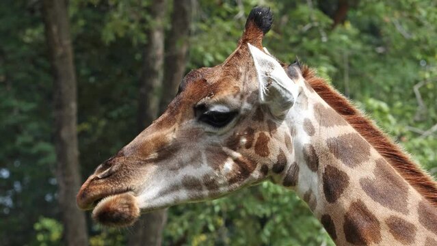 Portrait of giraffe chewing in tropical nature