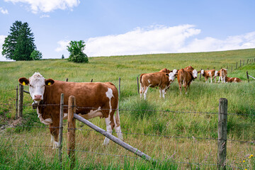 Weidetierhaltung - junge Fleckvieh Rinder auf einer eingezäunten Weide im Allgäu.
