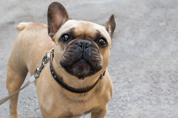 Close-up portrait of a young pug. Pug walking.