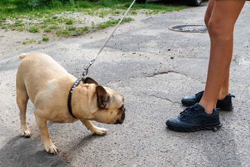 Pug. Dog training. A child walks with a naughty dog. Animal education
