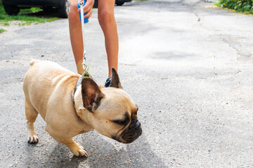 Dog training. A child walks with a dog. Animal education