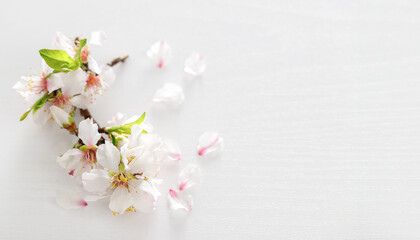 White pink almond tree flowers on a white wooden background. Jewish holiday Tu Bishvat. Top view,...