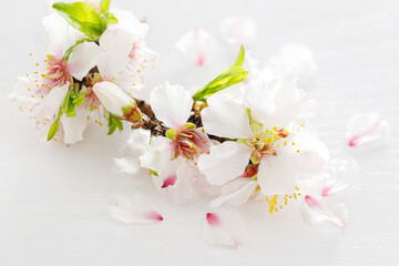 White pink almond tree flowers on a white wooden background. Jewish holiday Tu Bishvat. Top view, flat lay