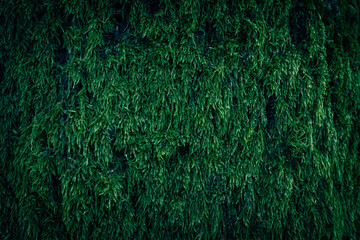 A close up of green Moss on a tree bark - obrazy, fototapety, plakaty