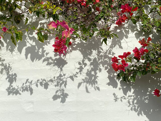 Pink and white flowers against a white wall. Vine in bloom on a white stone facade. Close-up of...