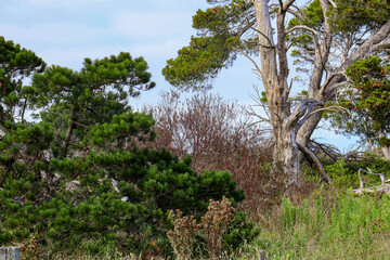 windswept old pine tree in field