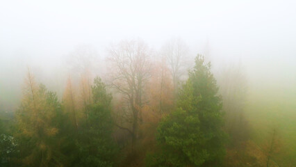 A shot of a treetop taken in winter in heavy fog.