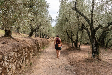 A female tourist walking with her dog on a path among olive trees in the Tuscany