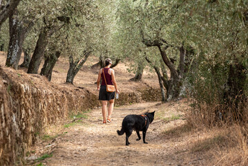 A female tourist walking with her dog on a path among olive trees in the Tuscany