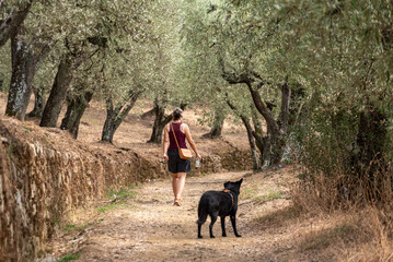A female tourist walking with her dog on a path among olive trees in the Tuscany
