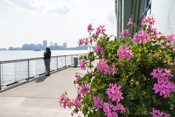 Beautiful Pink Flowers along a Pier on the Hudson River in New York City during the Summer