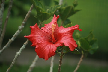 red hibiscus flower