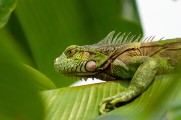 Obraz premium green iguana on a leaf in the rainforest of Costa Rica