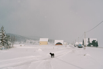 Black dog stands on a snowy road in a small village and looks at the forest