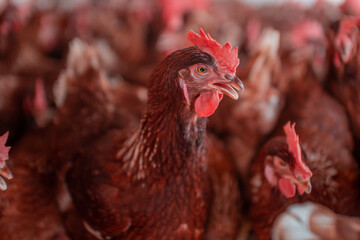 Gallina y gallos en la granja 