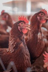 Gallinas en la granja cantan