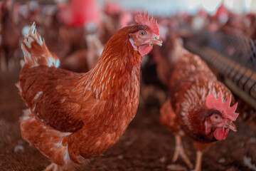 gallina de huevos marrón en la granja