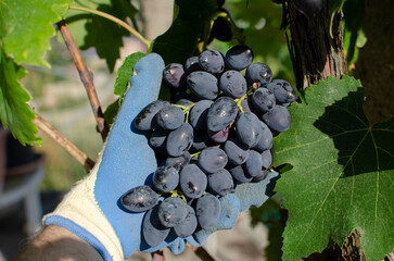 red grapes, bunch of grapes while harvesting, pruning, harvesting and harvesting grapes, in the...