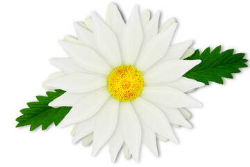 Fototapeta na wymiar beautiful daisy white flower with leaves blooming in spring cutout on transparent background,png format 