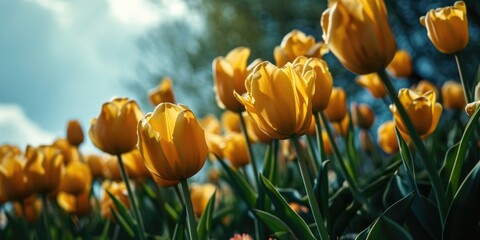 The tulip is a Eurasian and North African genus of perennial, bulbous plants in the lily family. - obrazy, fototapety, plakaty