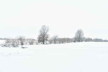 Fototapeta na wymiar Snow in a Field
