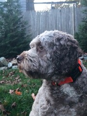Fototapeta premium Dog looking to the left