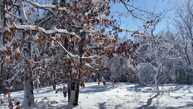 Branches of trees are covered with snow, sunlight went through the tree branches