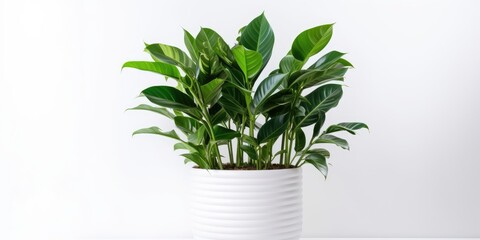 White background with Zamioculcas potted plant