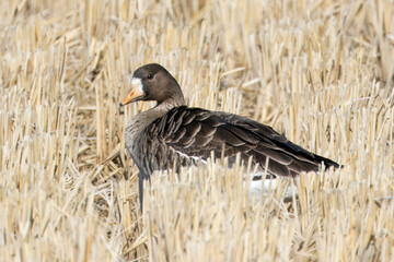 Obraz premium 冬の田んぼに飛来した探すマガン