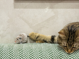domestic cat plays with a plush mouse