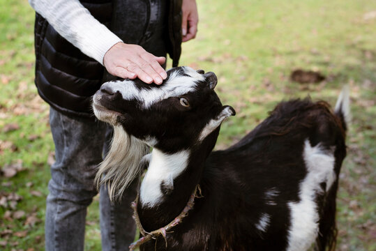 The concept of zootherapy, treatment, prevention of psychological diseases with the help of communication with animals. The woman strokes the goat and calms down