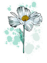 Matilija Poppy Flower. Hand drawn digital image on blobs background - 705971914