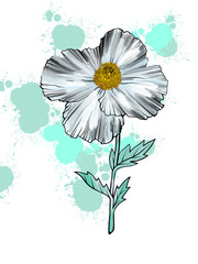 Matilija Poppy Flower. Hand drawn digital image on blobs background