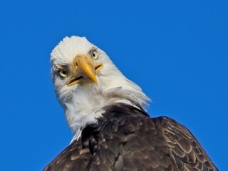 Bald Eagle perched on the fishing pier pole in Sidney BC