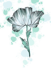 Matilija Poppy Flower. Hand drawn digital image on blobs background - 705971940