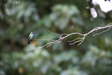 Colibrí
