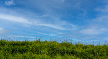Nature landscape background with green plants against blue cloudy sky