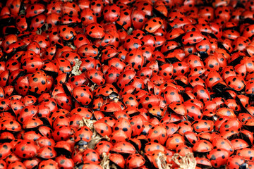 Cluster of seven spots ladybugs gathered densely together